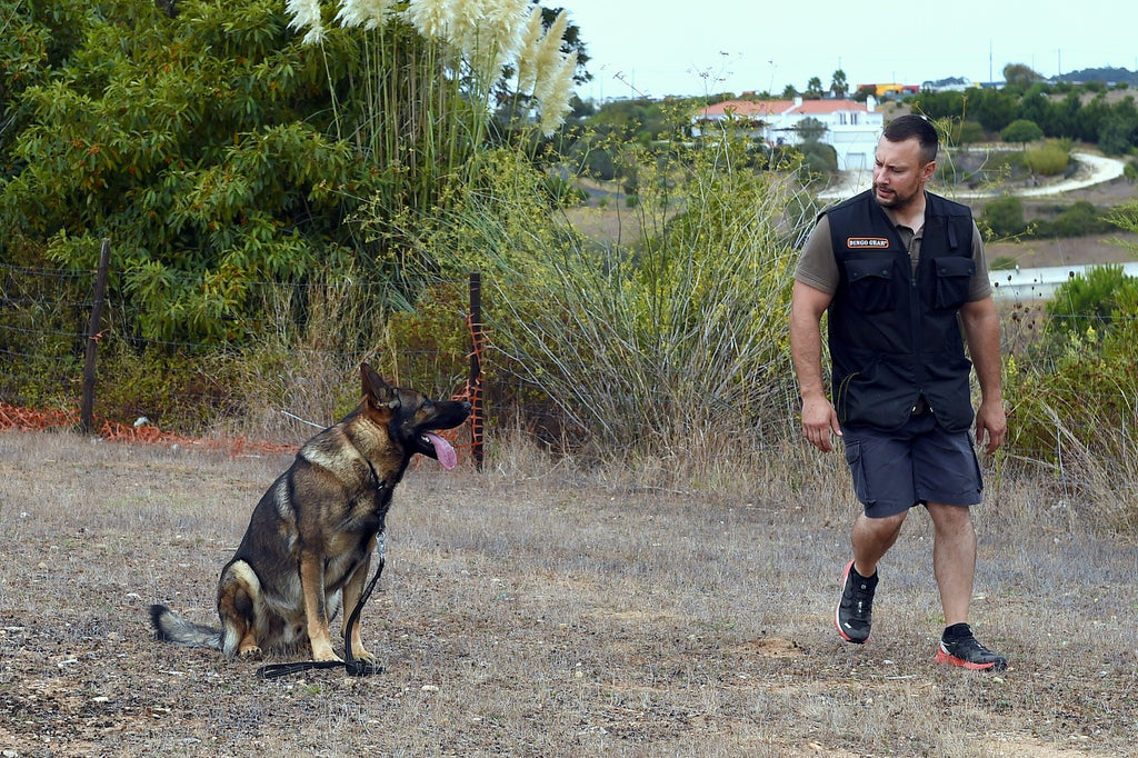 Dingo Gear Mesh Dog Trainers Vest, Black